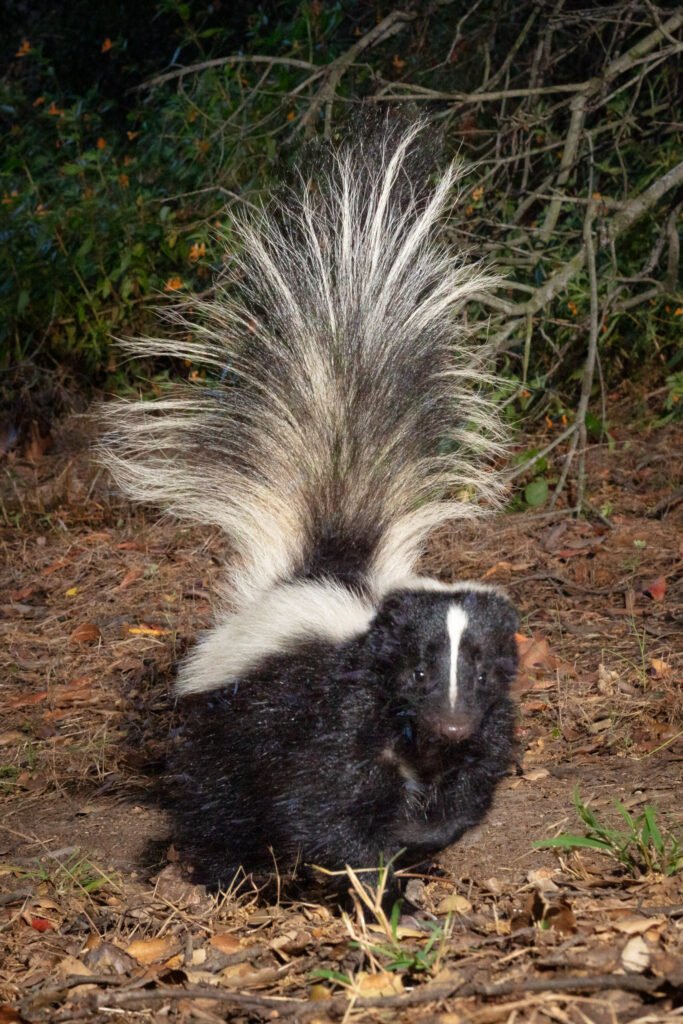 Barham Blvd July 2020 005.jpg