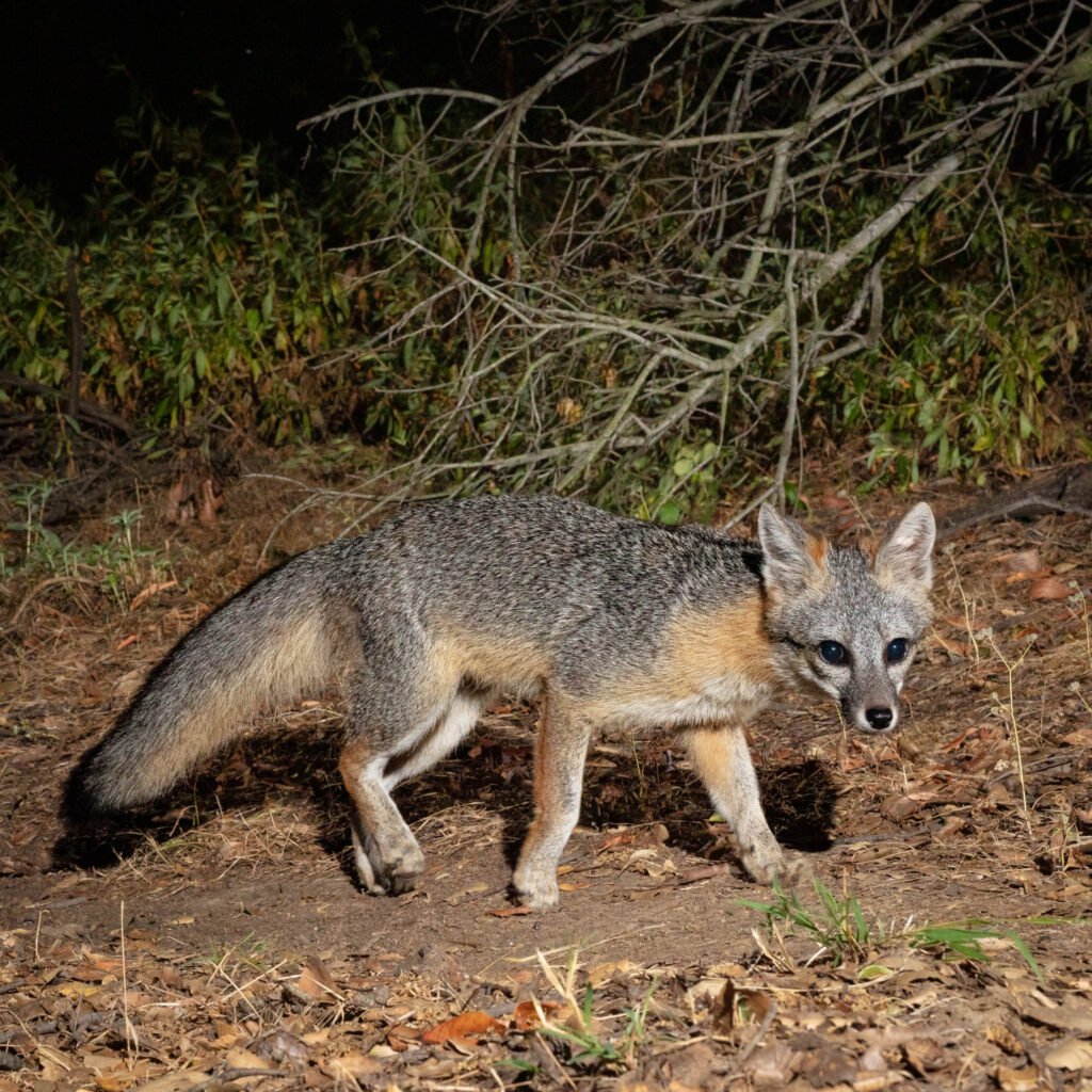 Barham Blvd July 2020 013.jpg