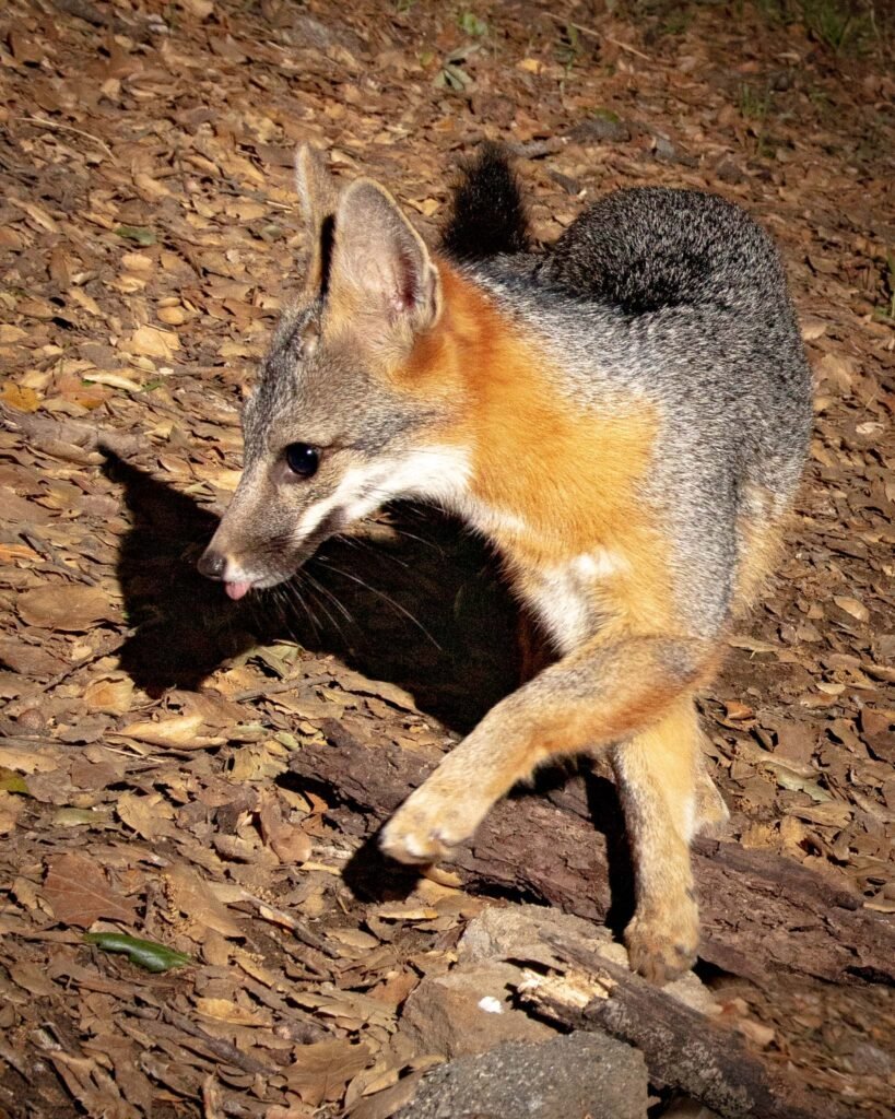 Barham Blvd Late Apr  2021 005.jpg