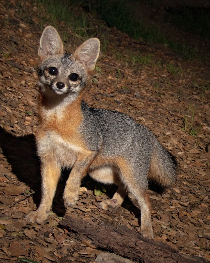 Barham Blvd Late Apr  2021 006.jpg