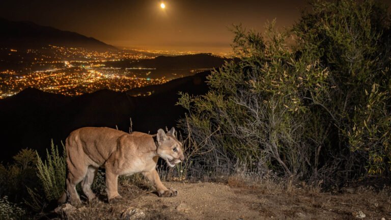 Mountain lion - camera trapping stills