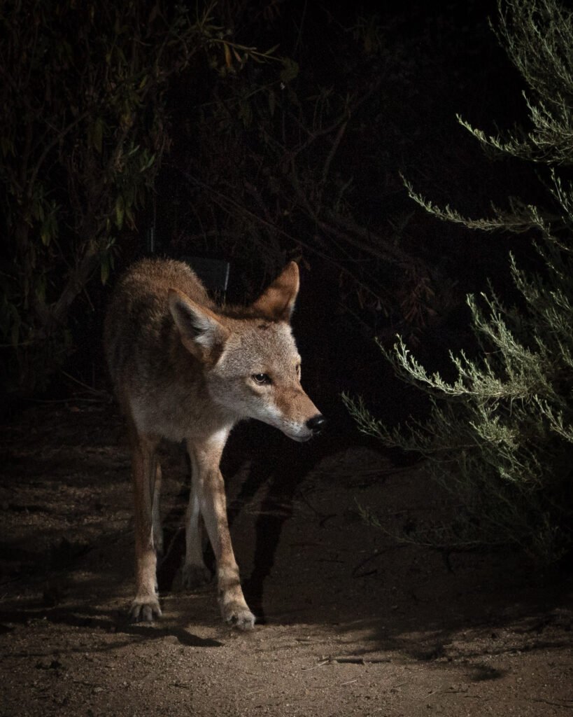 Coyote at pats night-2.jpg