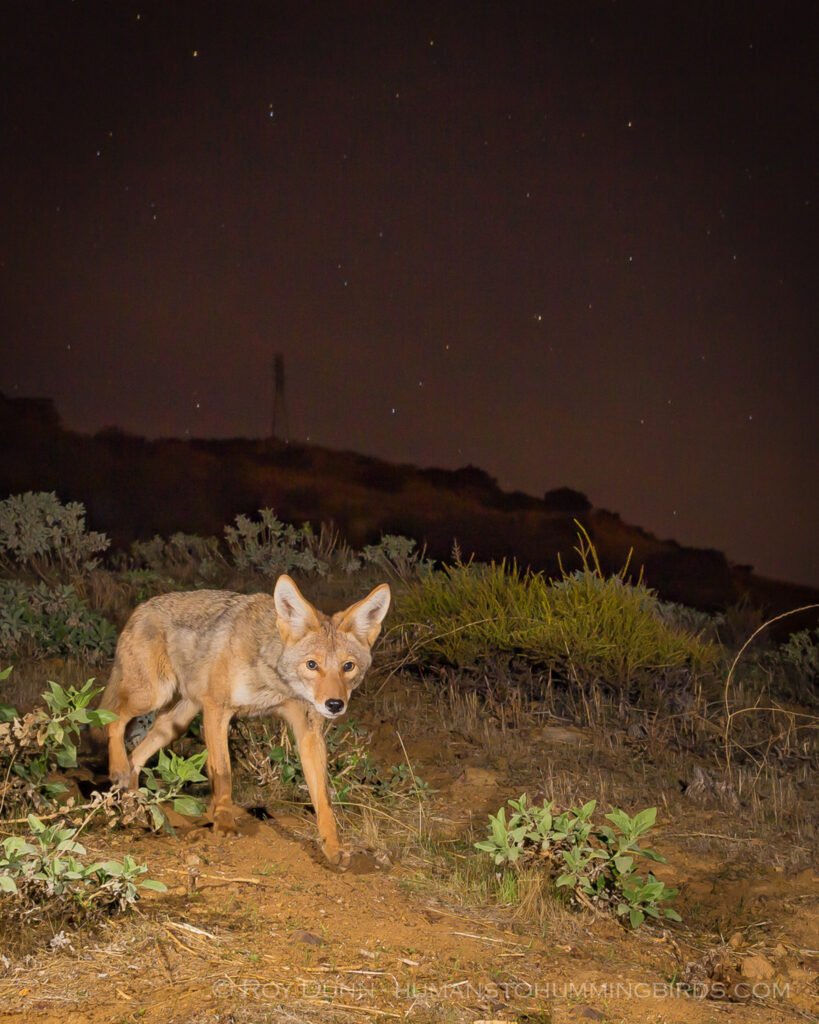 Coyote coming down the mountainside above my home. Note the stars and electrical pylon. Cognisys Sabre.