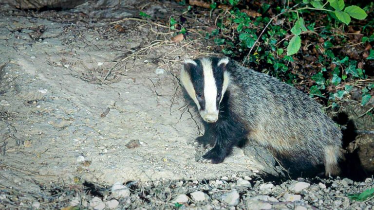 Eurasian Badger
