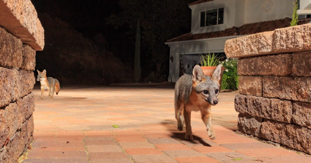 A pair of grey foxes at my home. Westlake Village, CA. Cognisys Sabre trigger.