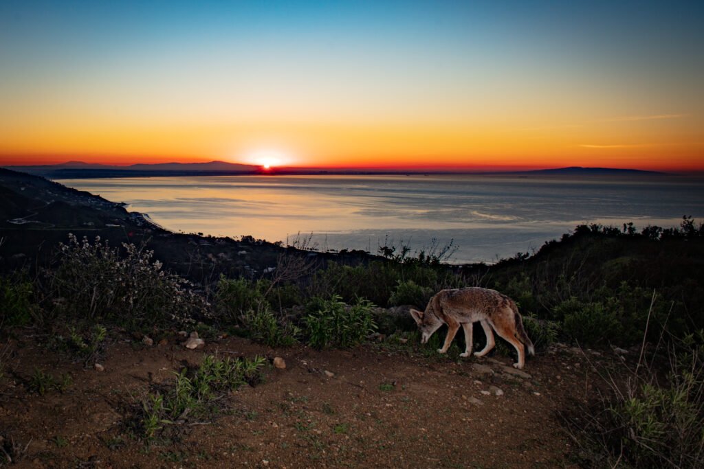 Francisco Coyote Jan 2023 001.jpg