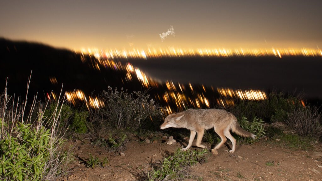 Francisco Coyote Jan 2023 003.jpg