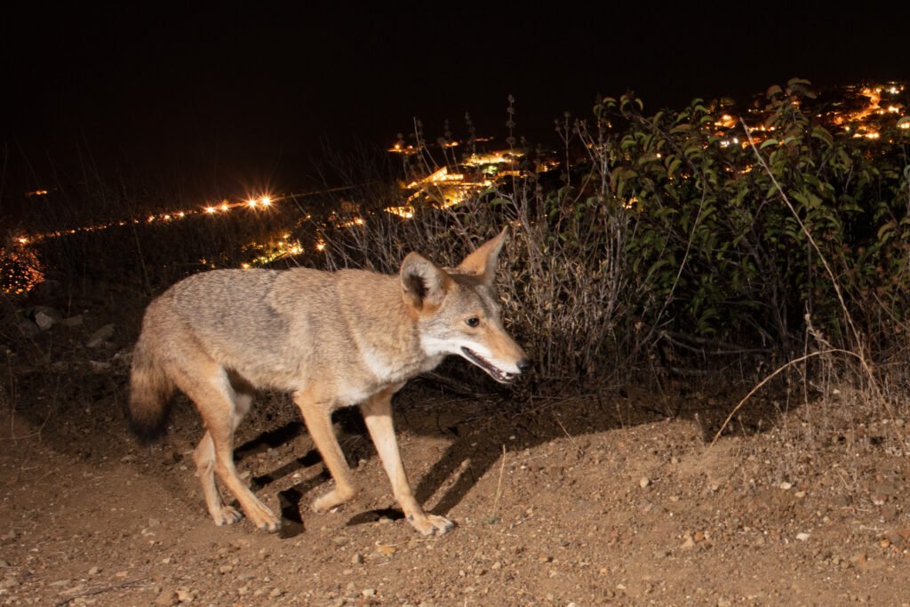 Francisco Coyote SepOct 2022 001.jpg