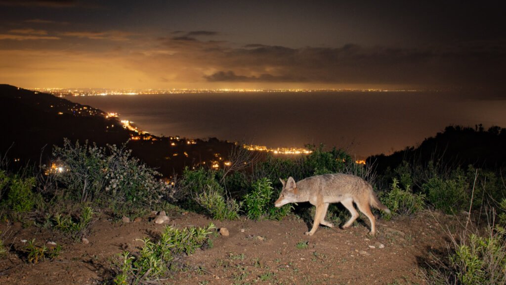 Francisco Coyote with Prey Feb 2023-1.jpg