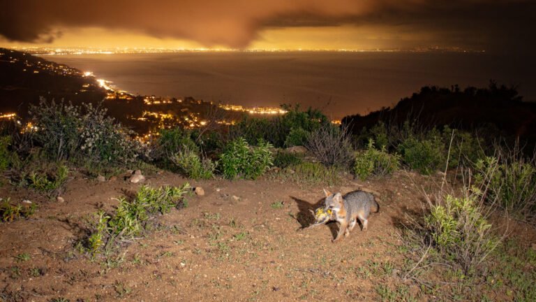 Francisco Grey FOx with Prey Feb 2023-1