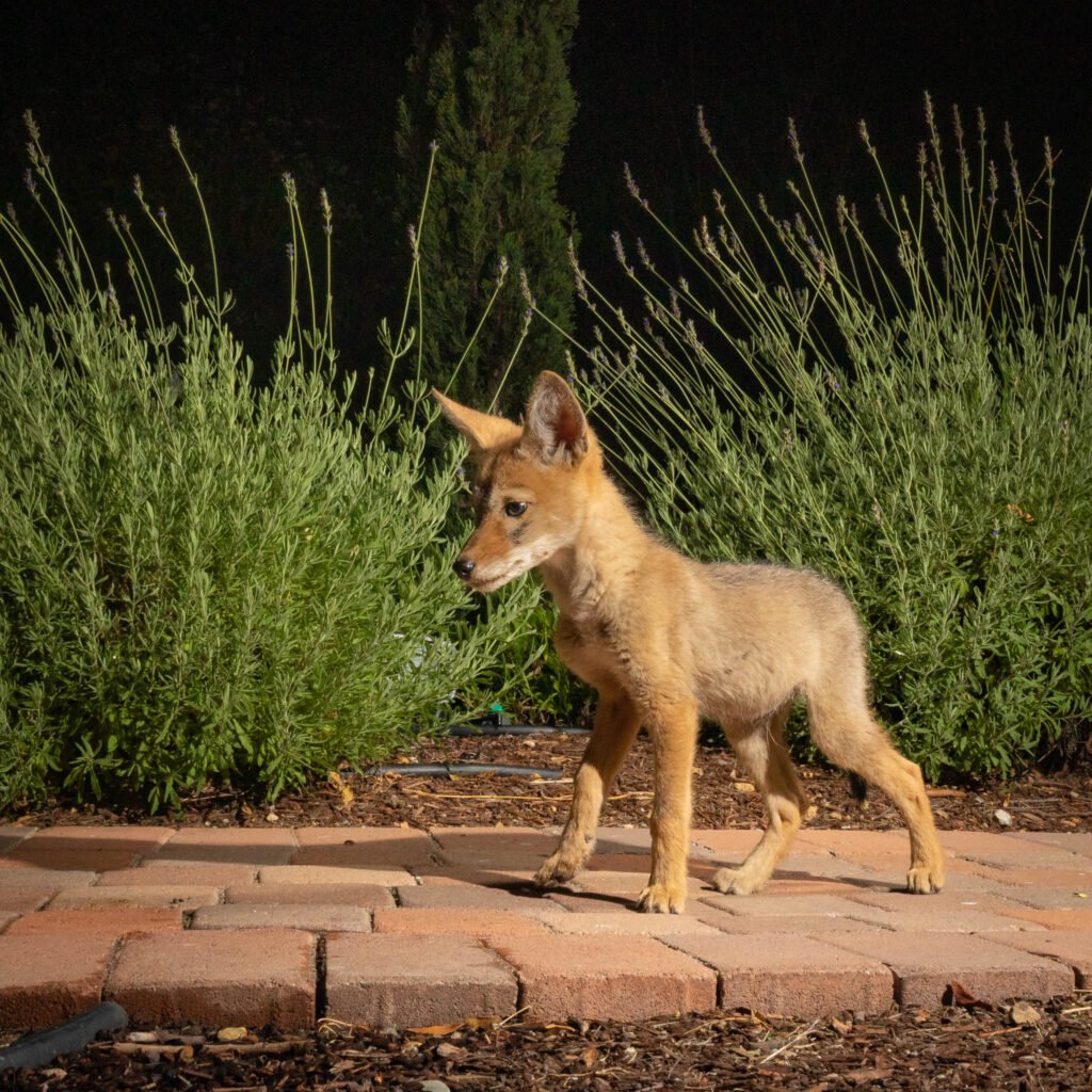 Home cam traps-20.jpg