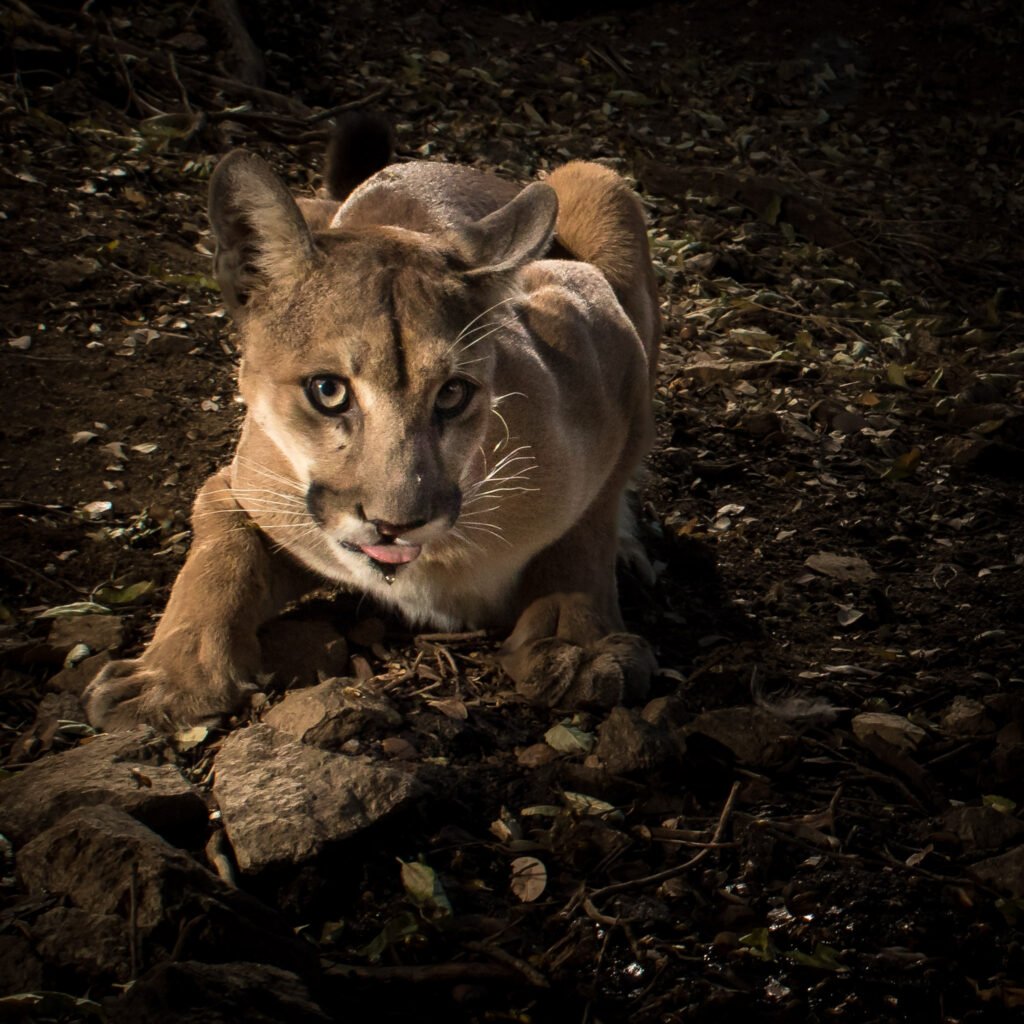 Lion Portal Ridge Spring-26.jpg