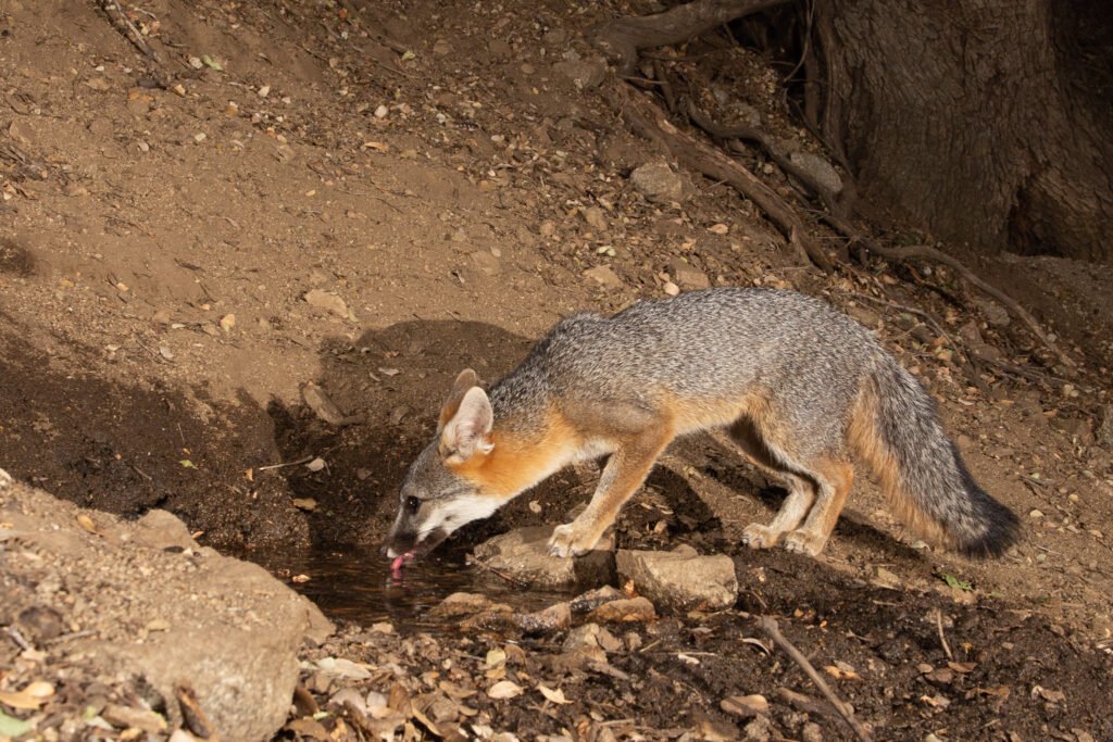 Lions at PR spring july 24-28 2018 323.jpg