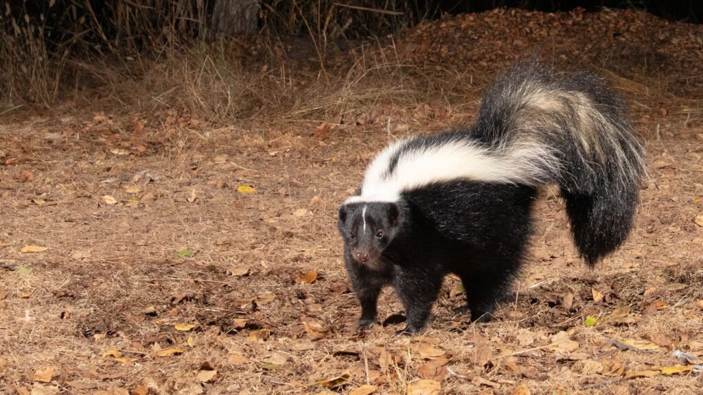 MB Early October 2024-33.jpg