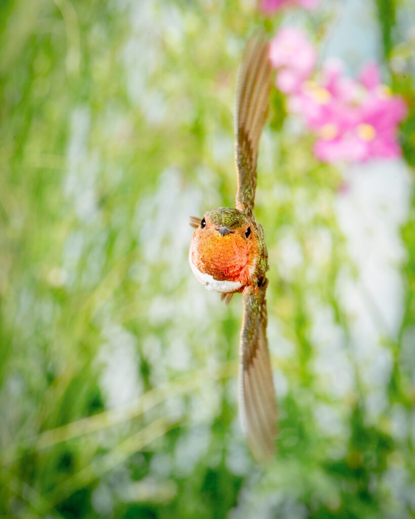 Male Allens Hummingbird in flight close up in front of pink flowers.jpg