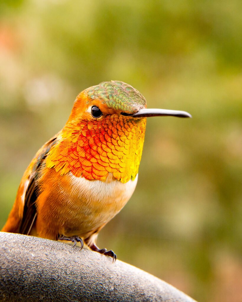 Male Allens Hummingbird perched in backyard with red gorget.jpg