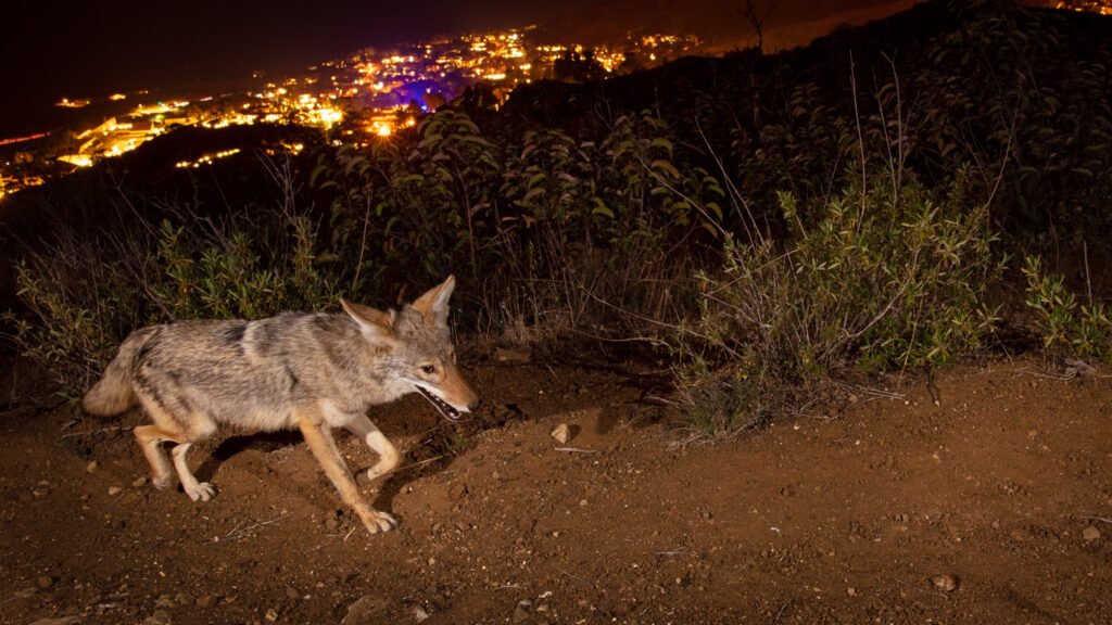 Malibu Apr  2021 023.jpg