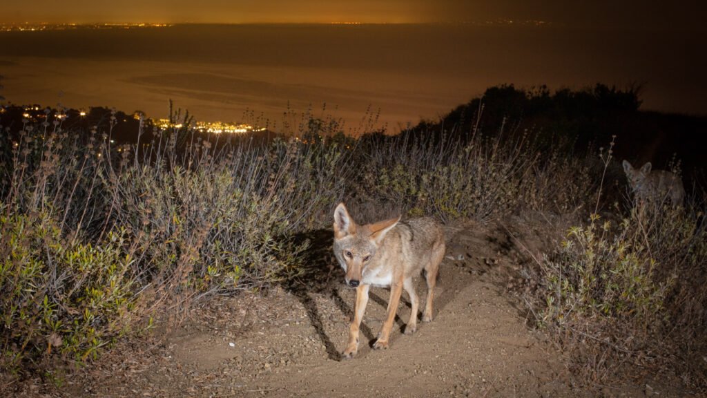 Malibu Aug-Sep 2020 -17.jpg