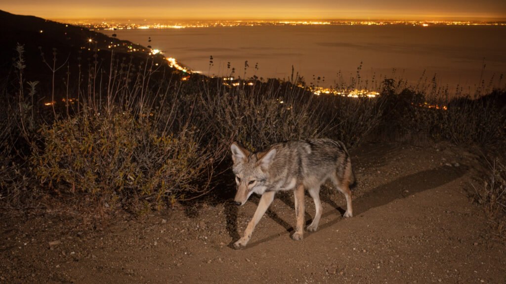 Malibu Late Nov 2020 003.jpg