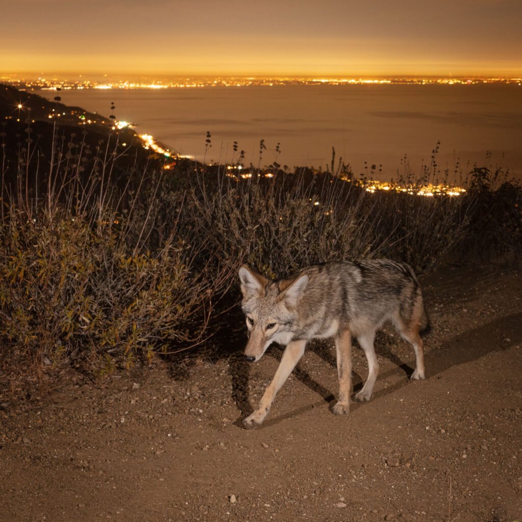 Malibu Late Nov 2020 003-2.jpg