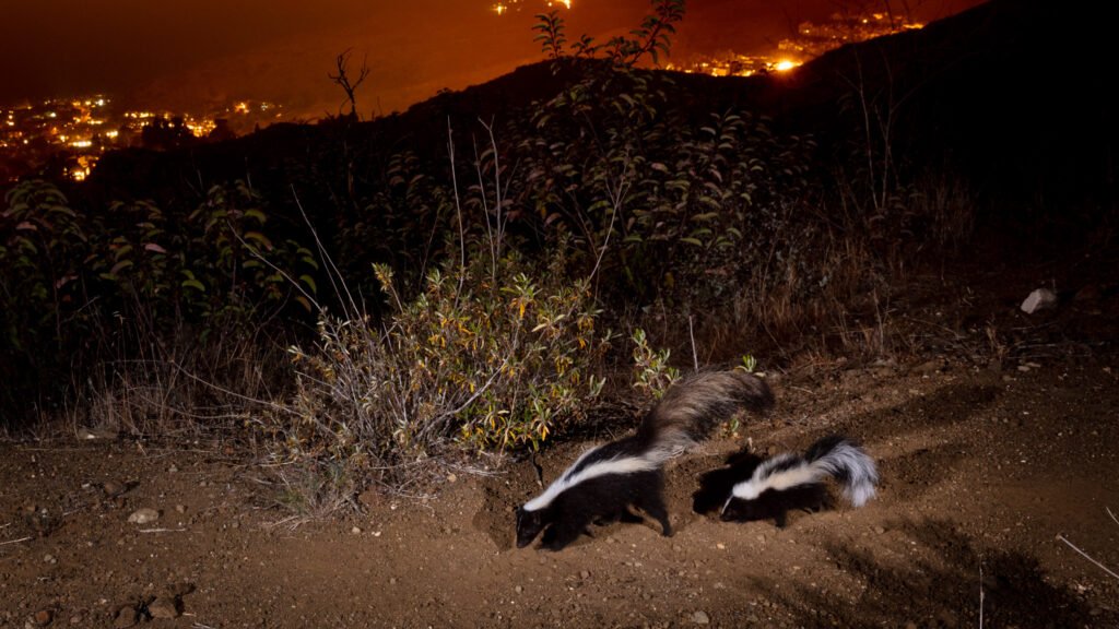 Malibu May 2021 012.jpg