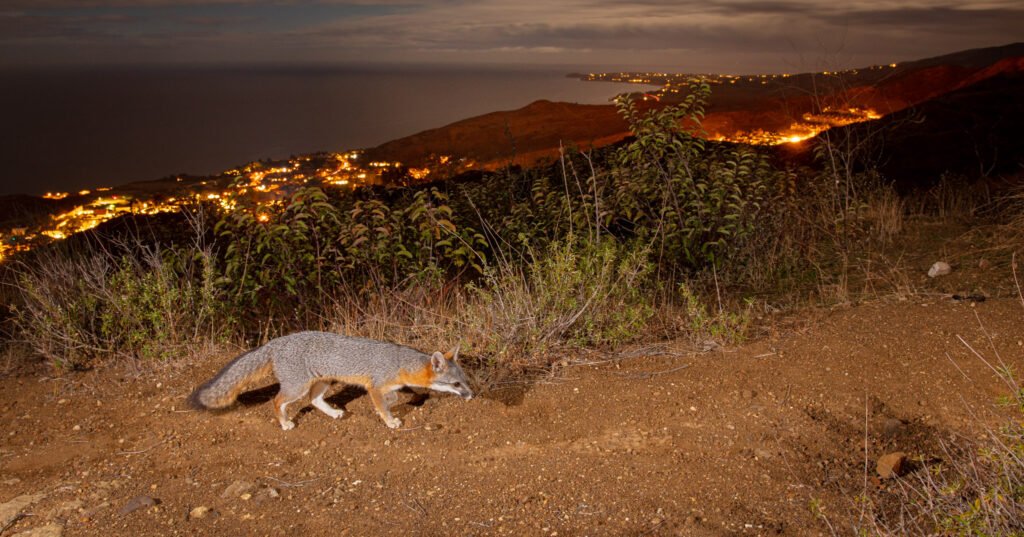 Malibu late jan 2021 005.jpg