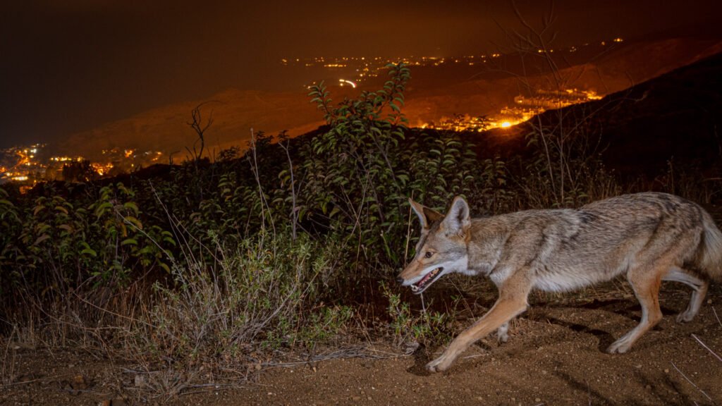 Malibu mid jan 2021 005.jpg