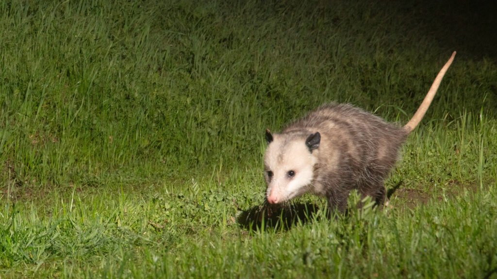 Niner Opossum night 03-15-25 21 54 14.jpg