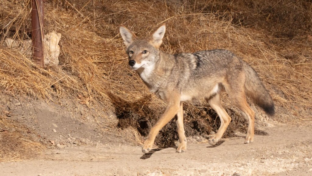 Niner mid Oct 2024-61.jpg