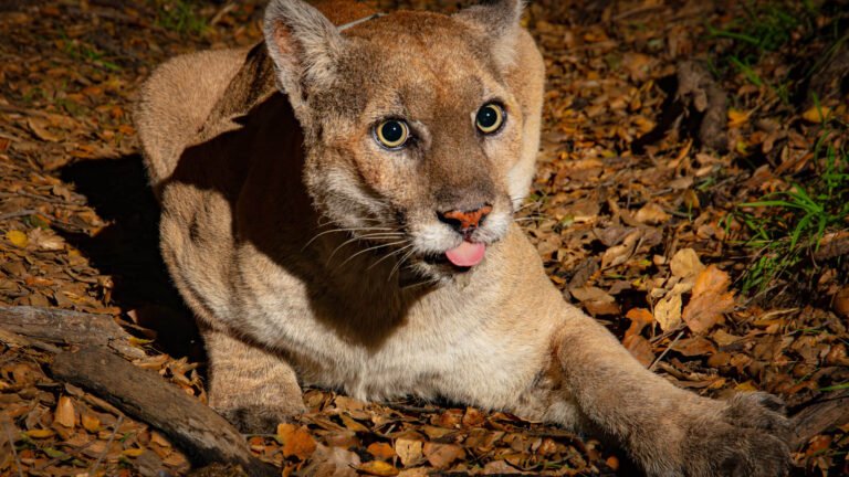 P22 – Hollywood’s Famous Mountain Lion