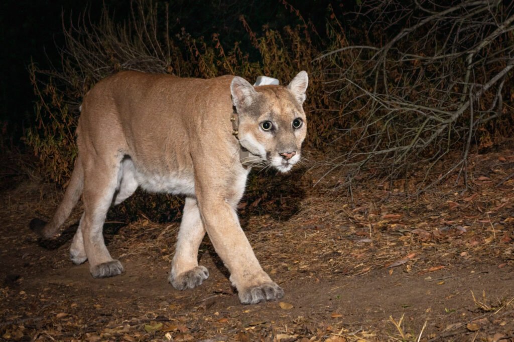 P22 Barham Nov 2020-1-Edit.jpg