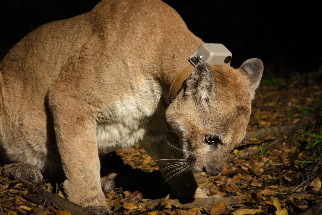 P22 Mar 17-19  2021 006-Edit.jpg