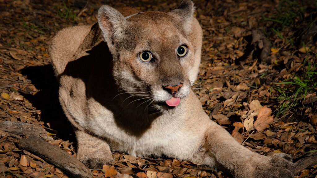 P22 Mar 19-20  2021 031-Edit-Edit-Edit-Edit-Edit.jpg