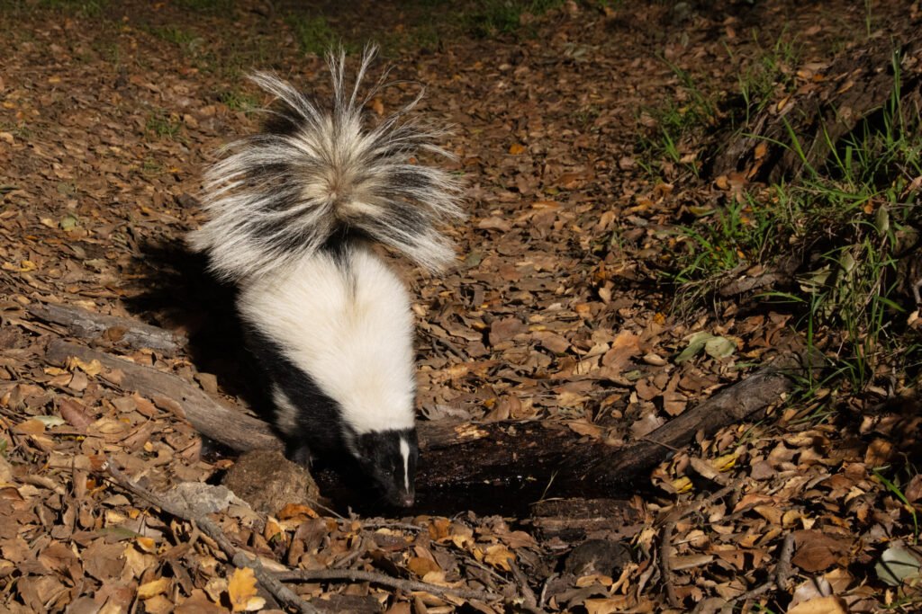 P22 Mar 22-27  2021 012.jpg