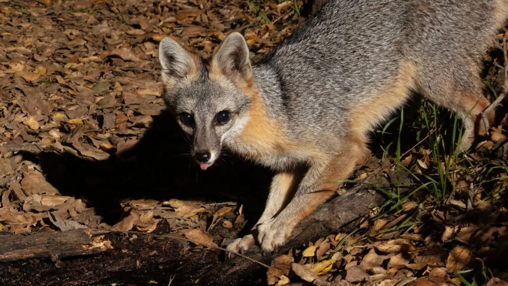 P22 Mar 22-27  2021 020.jpg