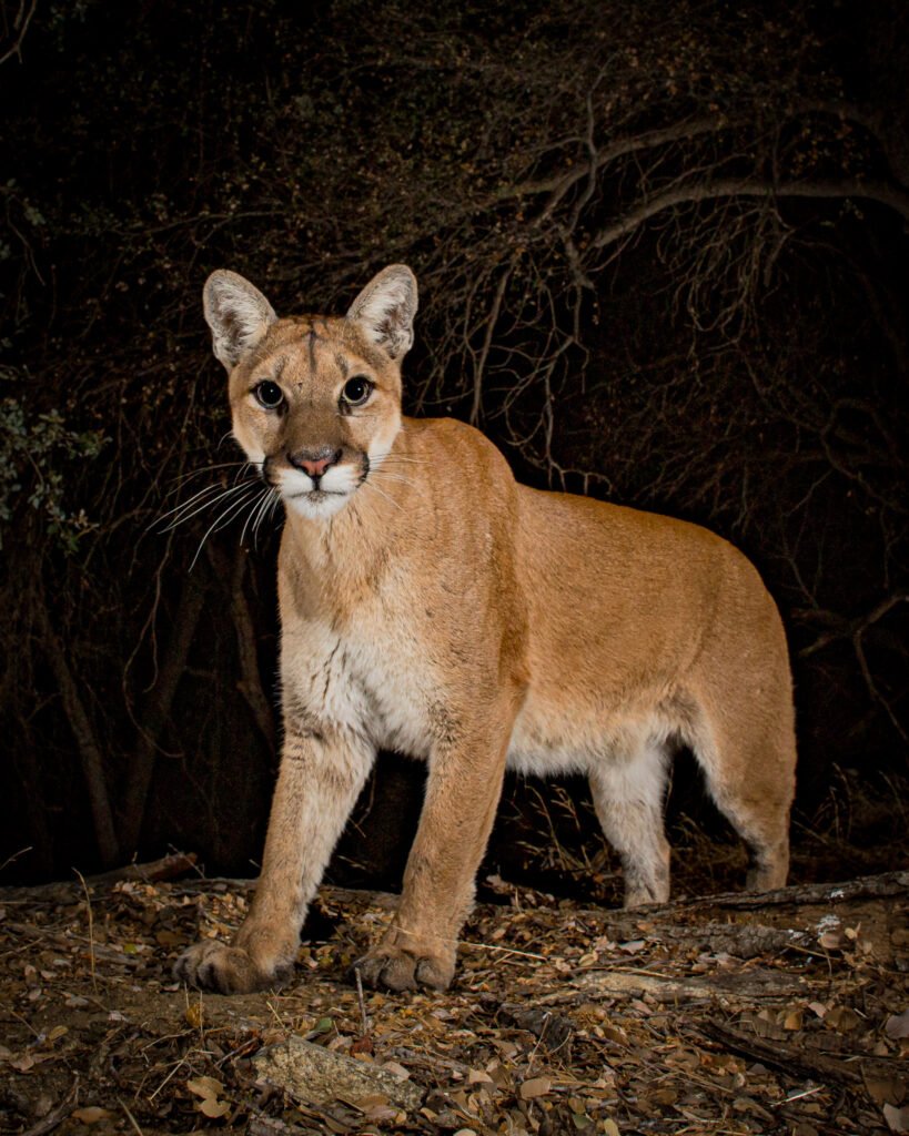 PR December 17-31.jpg