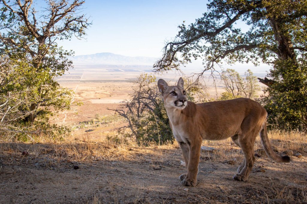 A young mountain lion eyeing squirrels up a tree, Whenever lions happen to roam during daylight hours (rarely), nearby squirrels scream their alarm.
