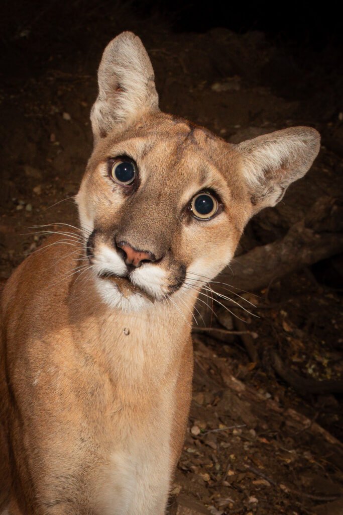About a year old, this mountain lion kitten looks quizzically at the source of the weird clicking sound. 