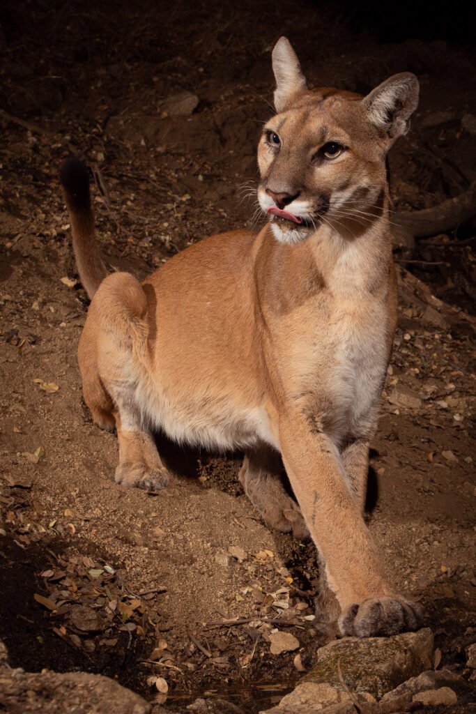 A regal pose, by a regal feline - Puma concolor