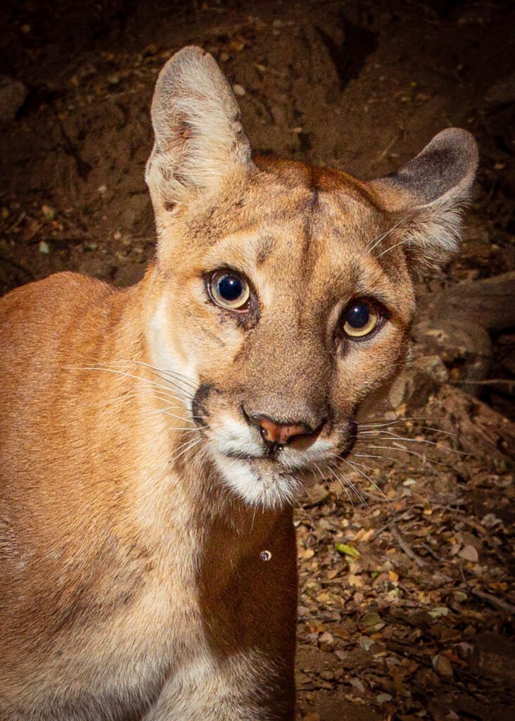 Young mountain lion already sporting ear nicks and ticks. 