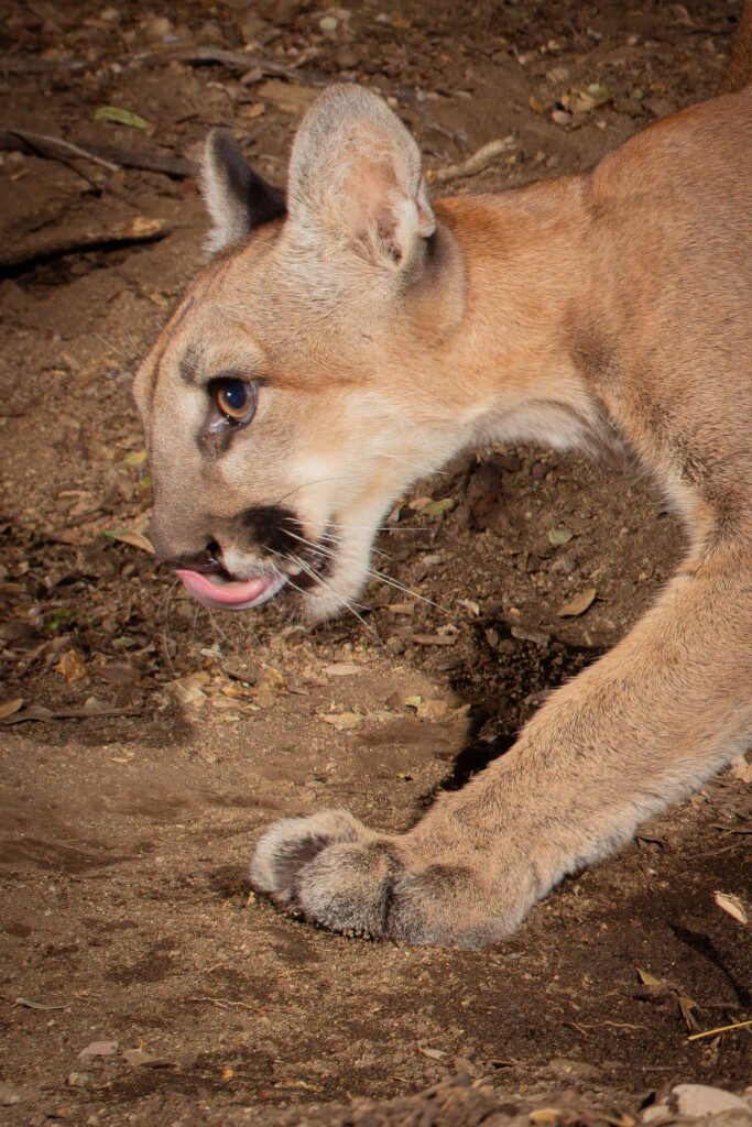 A closeup of a striding mountain lion, Antelope Valley, CA