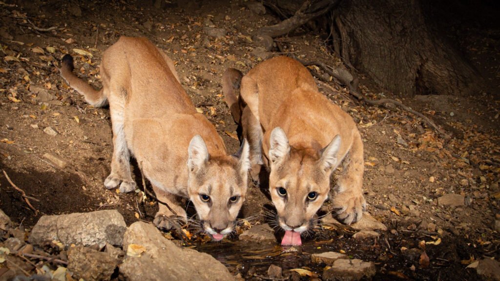 Sibling mountain lions sharing a natural spring for a drink. Antelope Valley, CA