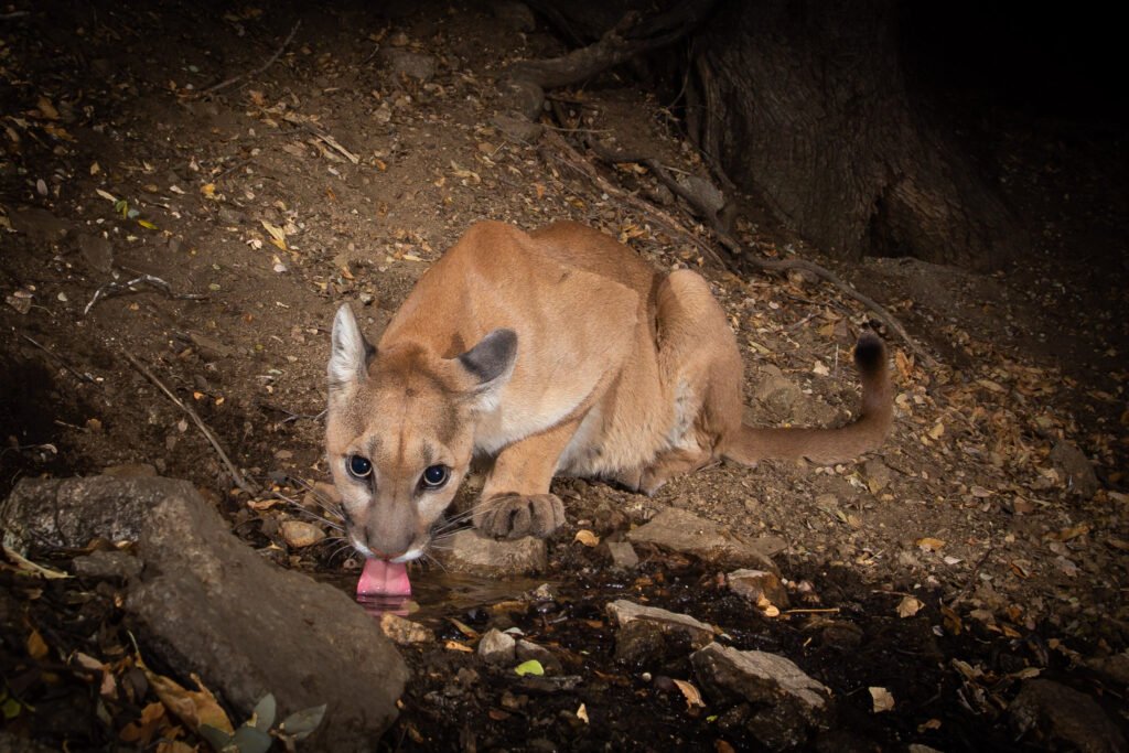 Tongue and tail curls. Mountain lion at about 18 months in the Antelope Valley, CA