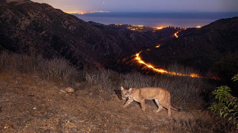 Artistic Philosophy of camera trapping stills