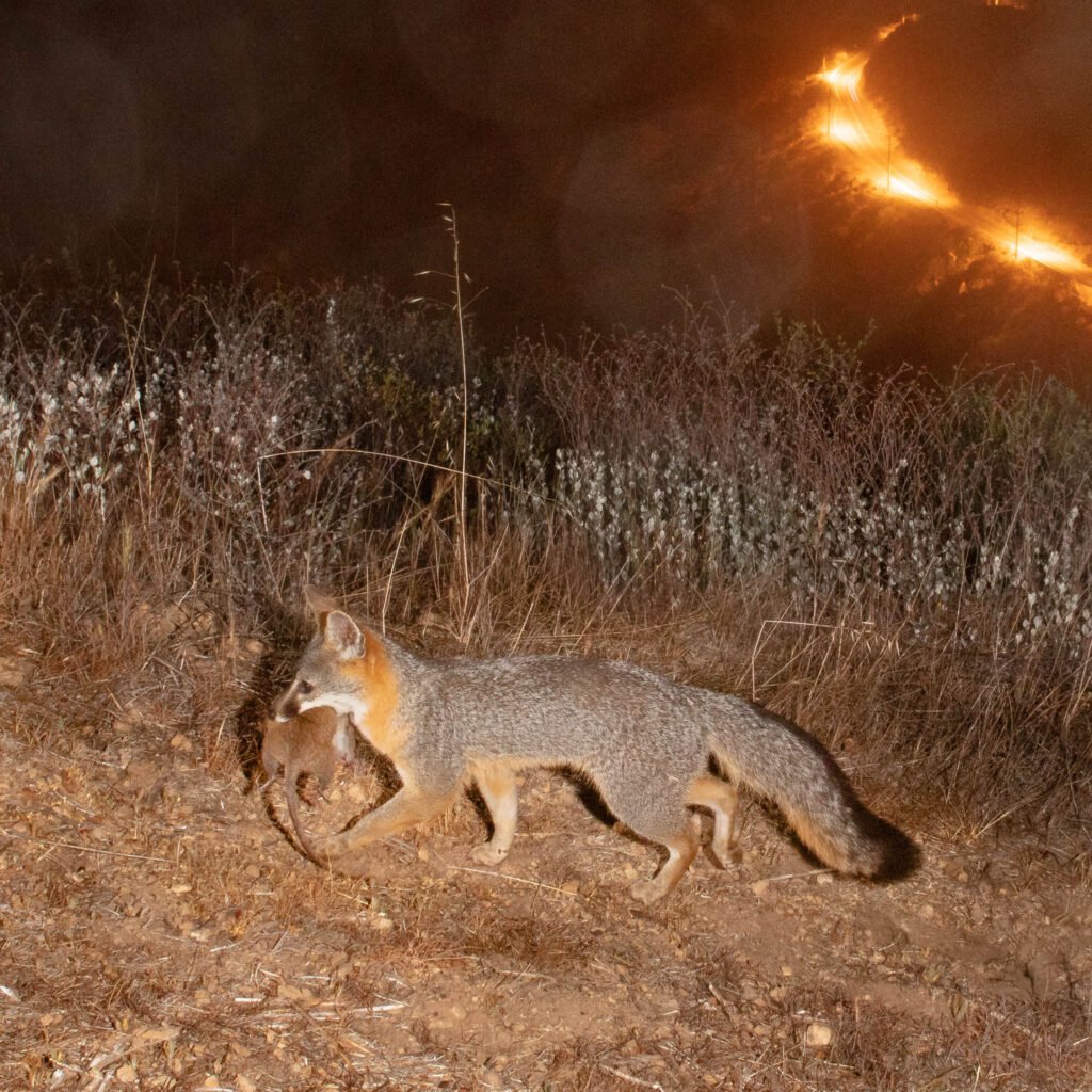 Piuma May 2021 006.jpg