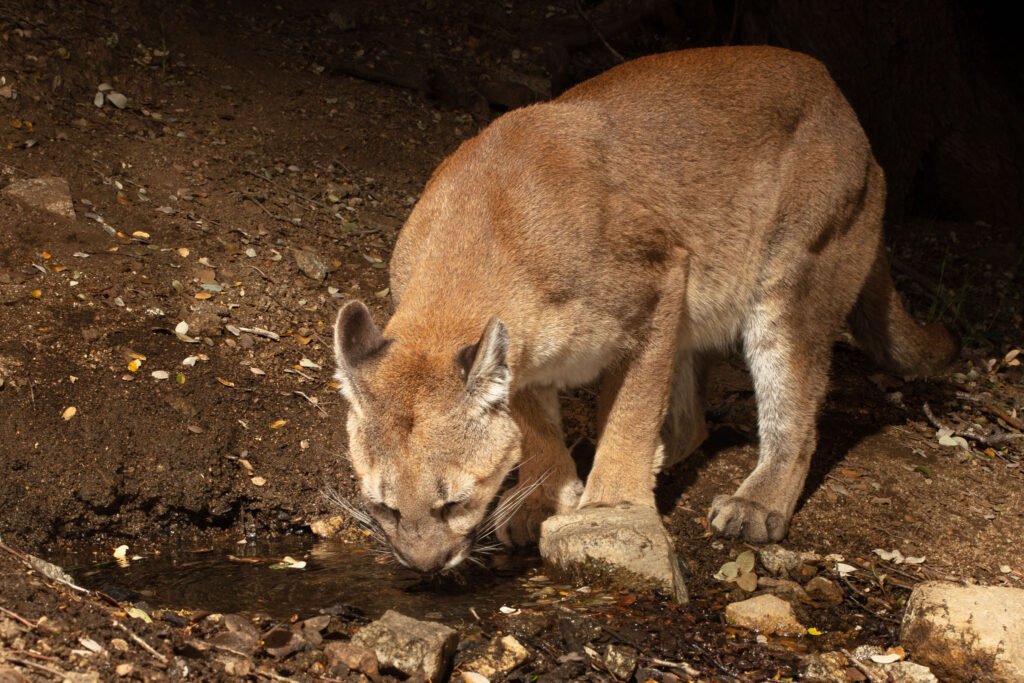 Portal Ridge May 2019-13.jpg