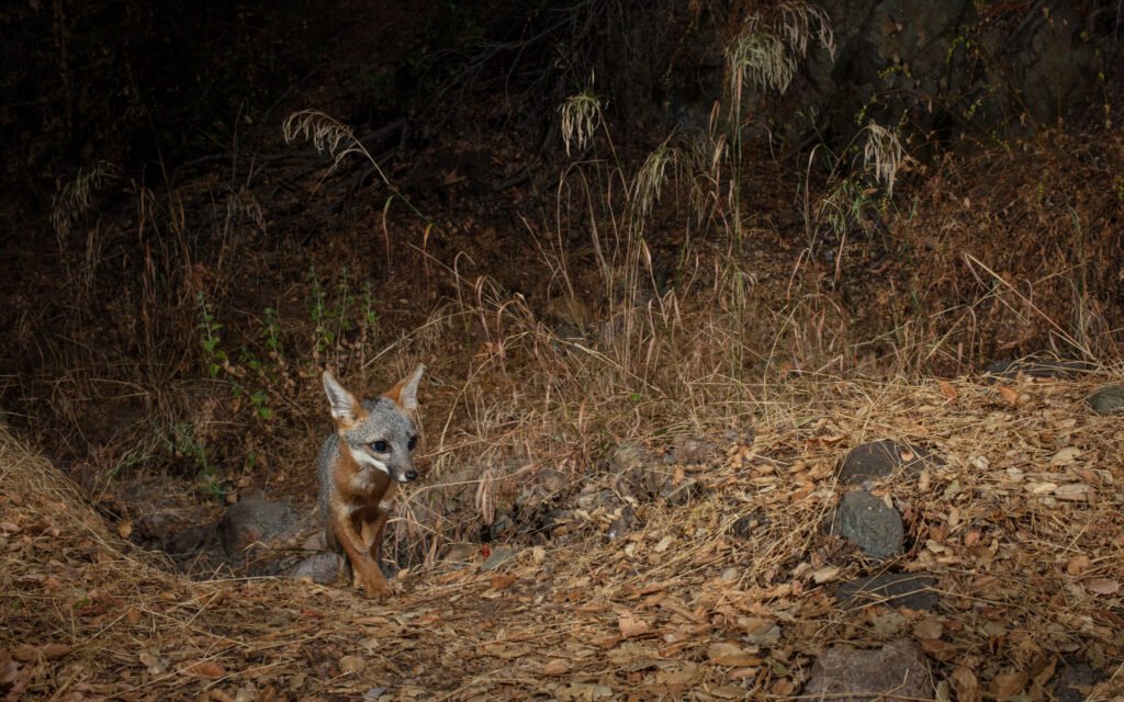 Reseda Aug 25 2020-2.jpg