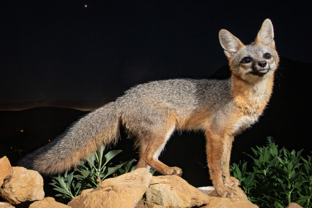 Greu fox - Westlake Village CA. Cognisys Sabre and custom flashes. 