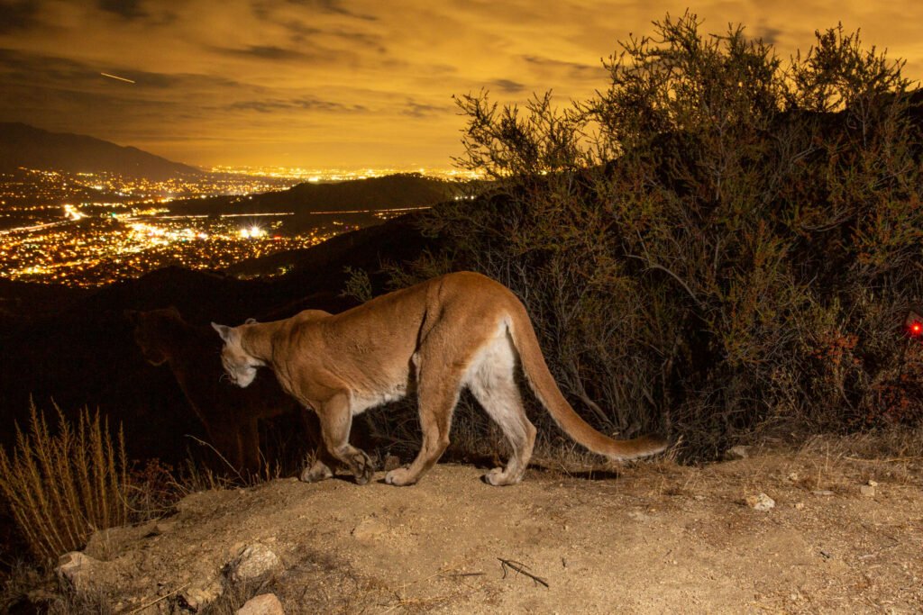 Nikita, the mountain lioness who reigns in the Verdugo Mountains heads down into Los Angeles for the evening