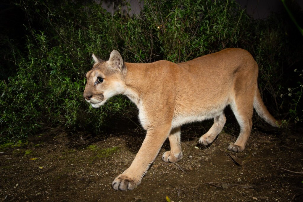 Nikita in an urban back yard - Los Angeles. 